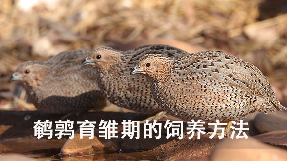鹌鹑育雏期的饲养方法