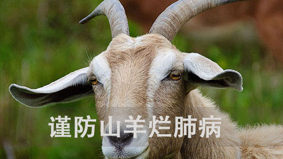 谨防山羊烂肺病