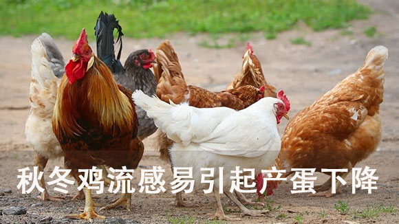 秋冬鸡流感易引起产蛋下降