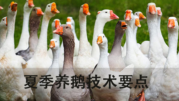 夏季养鹅技术要点